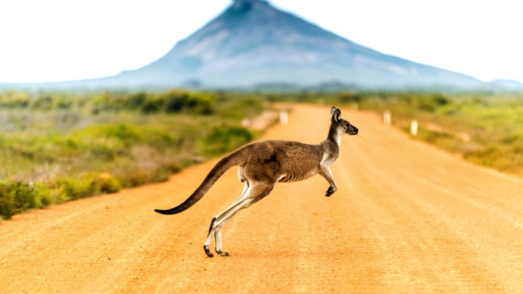 Kangaroo jumping across a dirt road in Australia. 