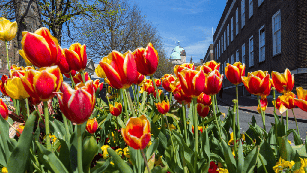Tulips blooming in Tunbridge Wells.