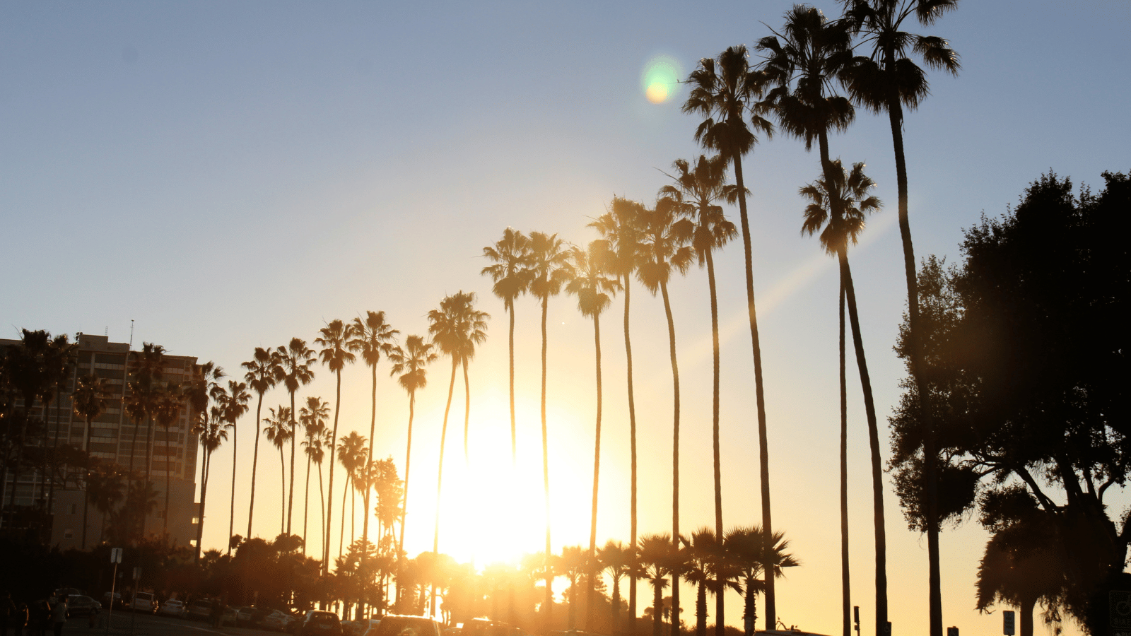 Palm trees of LA.