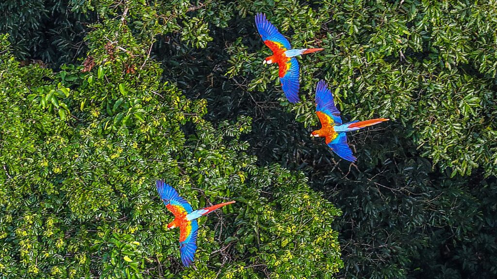 Brazilian macaws in the rainforest.